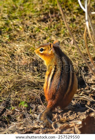 A large chipmunk posing in wood shavings outdoors with the sun hitting his face