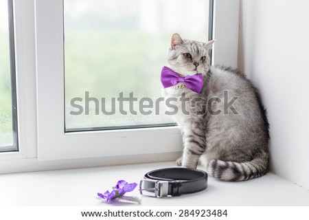 Cat with bow-tie