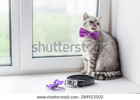 Cat with bow-tie