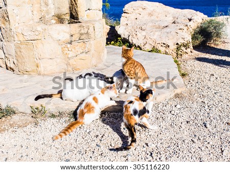 A Group of Alley Cats Happily Enjoy Cat Food Feed by Tourists