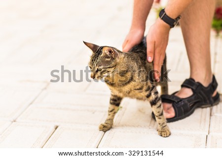 Hand of person stroking  cat.