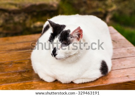 fat cat sitting