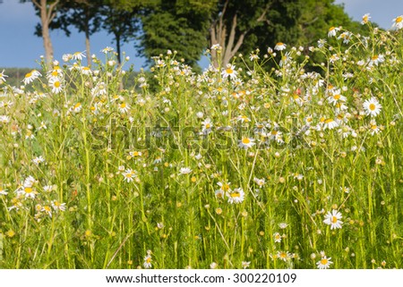Wildflowers with the blue sky in the background. Shallow depth of field. Blurred background wallpaper