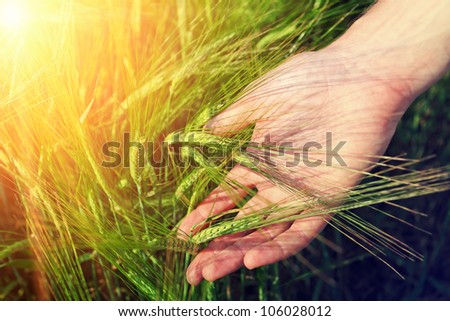 hand and ripe wheat ears on the field in warm sunlight