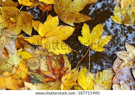 yellow autumn leaves in rain puddle