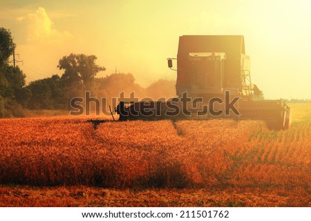 grain harvester combine on wheat field and sun light