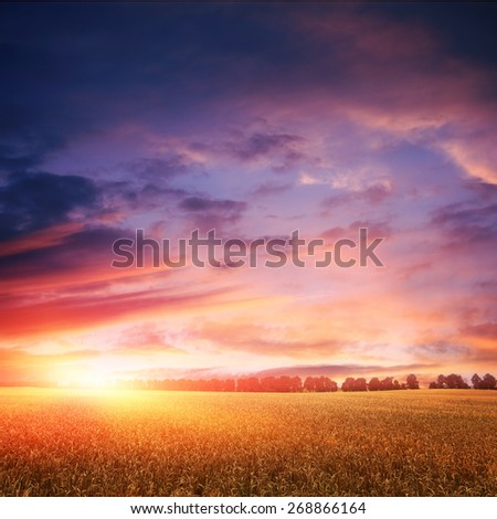 sunset over wheat field with amazing clouds on sky, line of trees on horizon