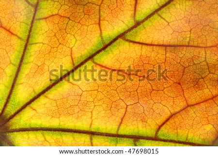 dry leaf structure closeup