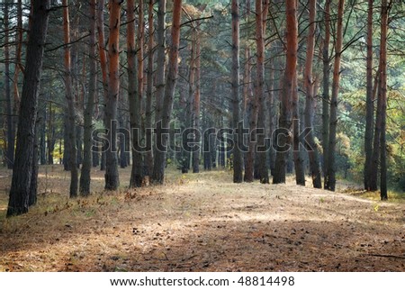 dark forest glade in morning