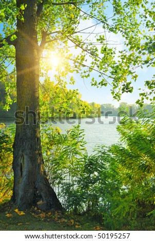 tree near the river and sun rays