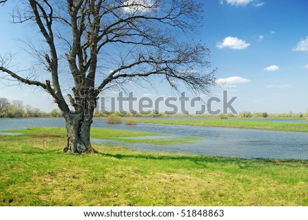 Alone tree near the water. Spring flood on meadow