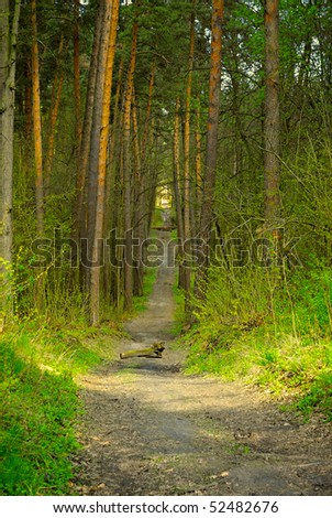dark mystical forest and sun beam on footpath
