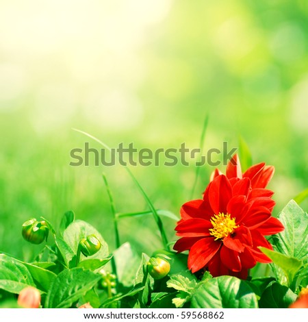 red flower with green buds on blurred background