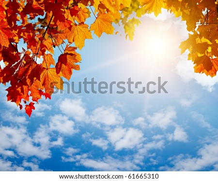 autumn yellow leaves in sun rays and blue sky
