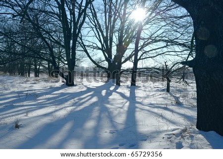 Winter landscape. Sun rays in tree branches