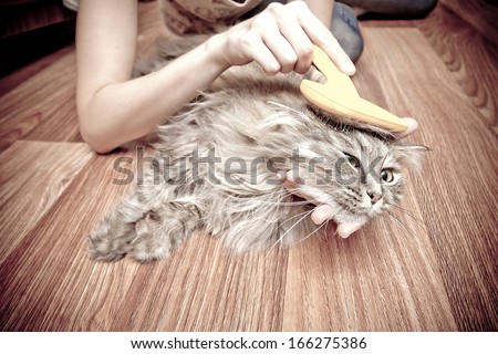 cat grooming