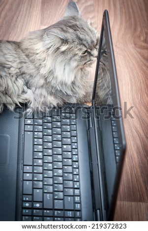 Cat lying near the laptop