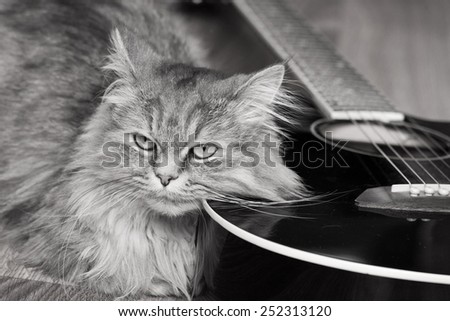 Cat with guitar
