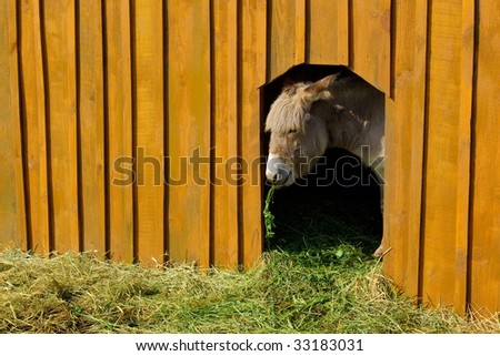 chewing donkey with grass in timber cattle-shed