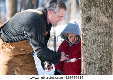 father and son use a hand drill to tap a maple tree