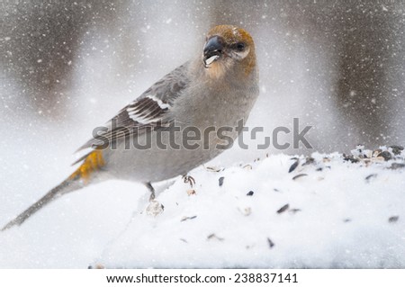 bird eating seeds in the snow