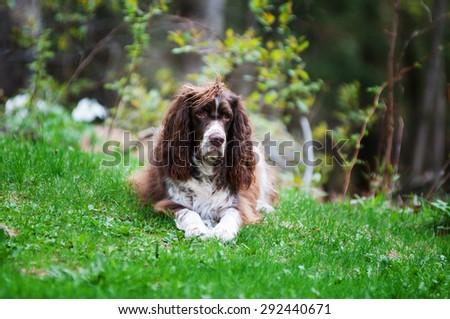 scruffy english springer spaniel dog outdoors on green grass