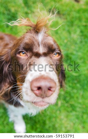 funny springer spaniel dog with a mohawk hair style and lens distortion