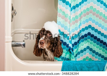 cute springer spaniel dog in the bath tub with bubbles on her head