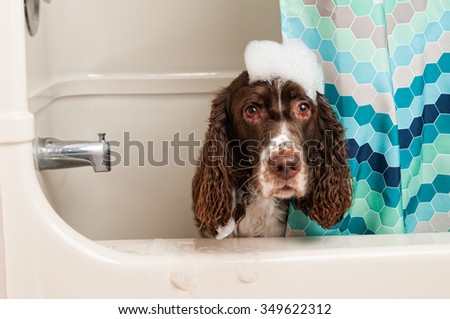 springer spaniel dog being washed in the bath tub with bubbles