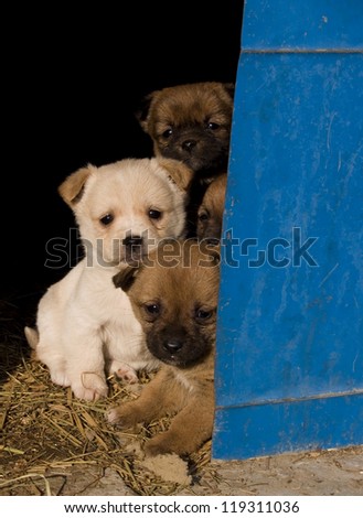 Four cute puppies looking out from a barn.