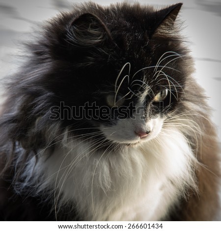 Beautiful long fur black and white cat with yellow eyes and long