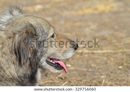 the profile of the dog fawn color with his tongue hanging out on blurred background