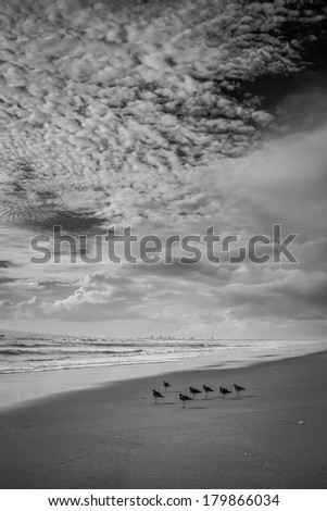 A black and white shot looking out from Sunset Beach with seven sandpiper birds in the foreground.