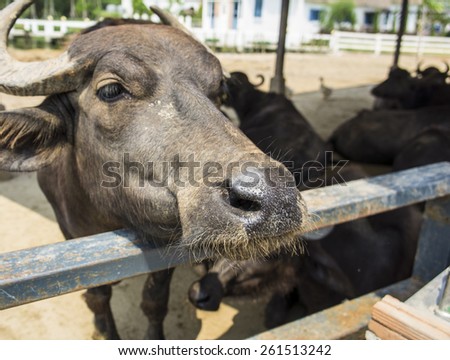 animal farm living feeding fence soil grass ground freedom