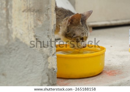 cat animal drinking water mammals sick