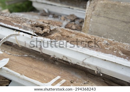 termite damage rotten wood eat nest destroy