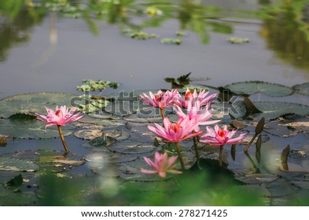 Nymphaea/As a living flowers in the water, they bloom in September and had a very nice color.