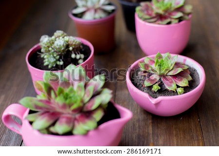 succulents in diy concrete pots painted in pink on wood table background