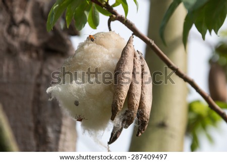Cotton tree in Northern Thailand
