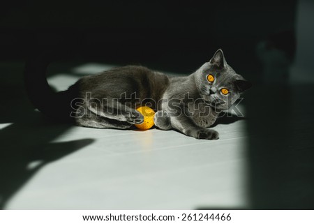 British grey cat, plays with yellow ball, with yellow eyes