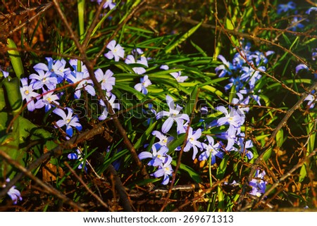 violet white spring flowers and green grass