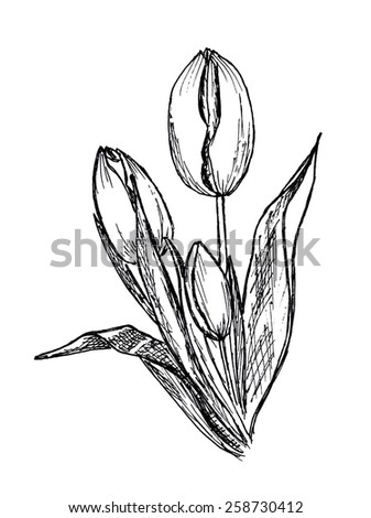 Hand drawn bouquet of tulips on white background. Sketch flowers.