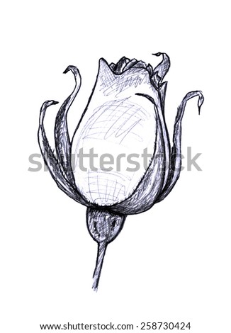 Hand drawn rose bud on white background. Sketch flower.