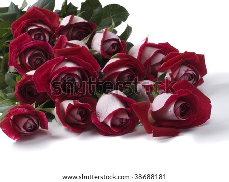 red and white roses background. Fifteen red-white roses on