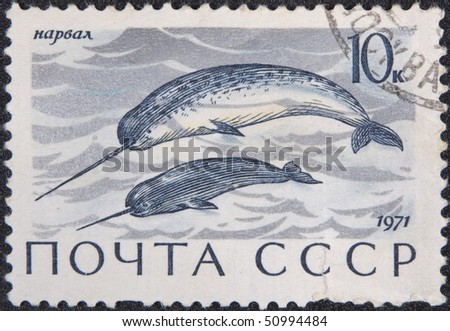 USSR - CIRCA 1971: Postal Vintage stamp depicting Narwhal, circa 1971