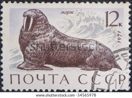 USSR- MOSCOW - CIRCA  1971: Postal stamp USSR circa 1971. Vintage stamp depicting walrus