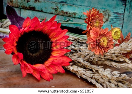 Red Sunflower by old shuttered window