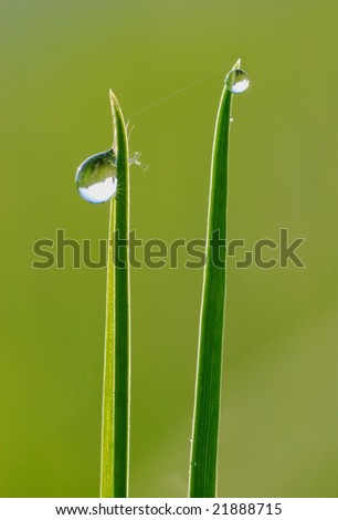 Small Stalks