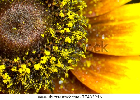 Part of a sunflower (very much a close up). Yellow leaves and pollen.