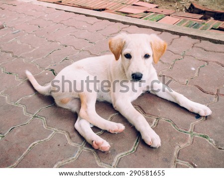 Labrador retriever puppy is looking for food, lying on ground